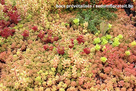 Bac de sedum