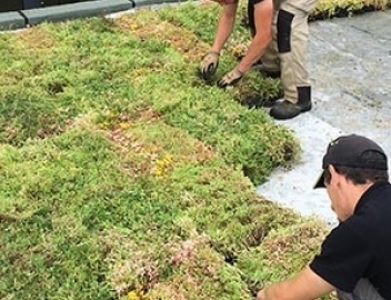 Toit végétalisé toit terrasse ou inaccessible  en ile-de-France