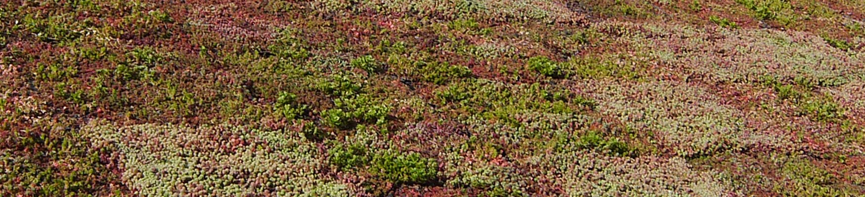 Sedum végétalisation des toitures